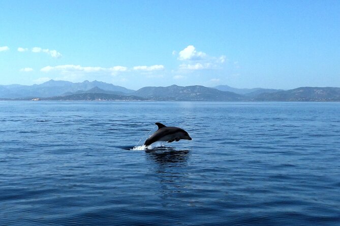 Tour in Rubber Dinghy and Snorkeling in the Protected Marine Area of Tavolara - Protected Marine Area of Tavolara