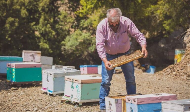 Truffle Hunting, Culinary & Wine Celebration From Heraklion Tour Overview