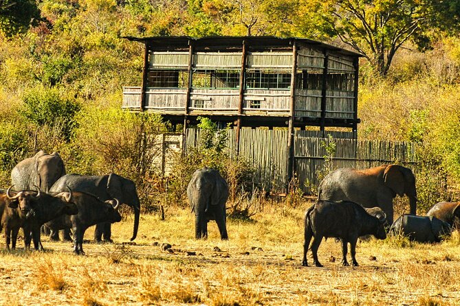 Unique Safari Game Drives in Zambezi National Park, 4 Options - Tour Options and Details