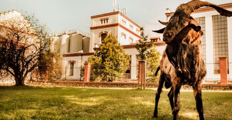 Velke Popovice: Kozel Brewery Tour With Beer Tasting Tour Overview