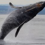 Victoria Shore Excursion: Whale Watching Cruise With Expert Naturalist Guides Overview Of The Excursion