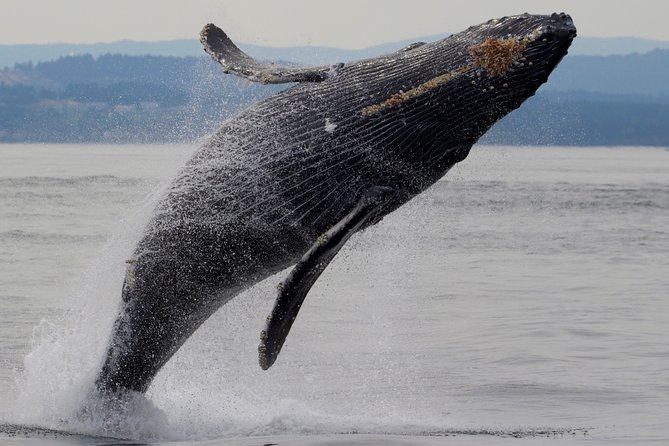 Victoria Shore Excursion: Whale-Watching Cruise With Expert Naturalist Guides - Overview of the Excursion