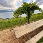 Vine Stories: Lavaux & Lutry Wine Walk Centuries Of Winemaking History