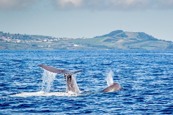 Whale And Dolphin Watching On Tercera Island Overview Of The Experience