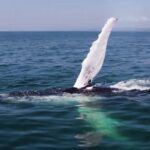 Whale Watching And Montana Redonda Included In The Package