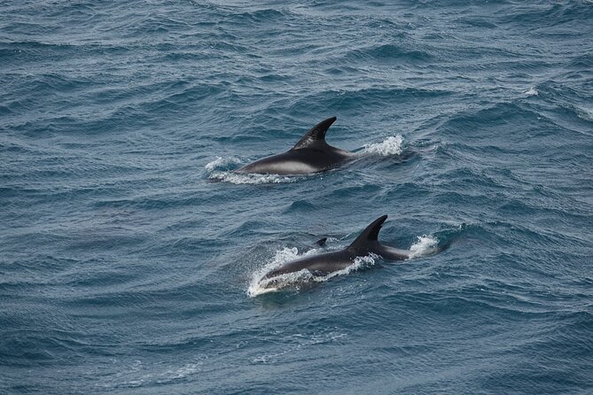 Whale Watching By Rib Speedboat From Downtown Reykjavik Tour Overview