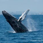 Whale Watching Excursion In Dana Point Meeting And Check In Details