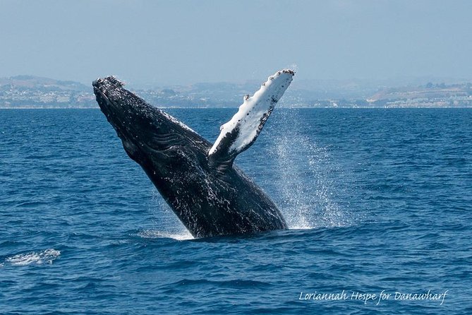 Whale Watching Excursion in Dana Point - Meeting and Check-In Details