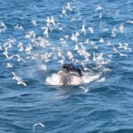 Whale Watching Tour With Professional Guide From Reykjavik Overview Of The Whale Watching Cruise