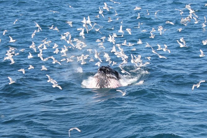 Whale Watching Tour With Professional Guide From Reykjavik - Overview of the Whale Watching Cruise