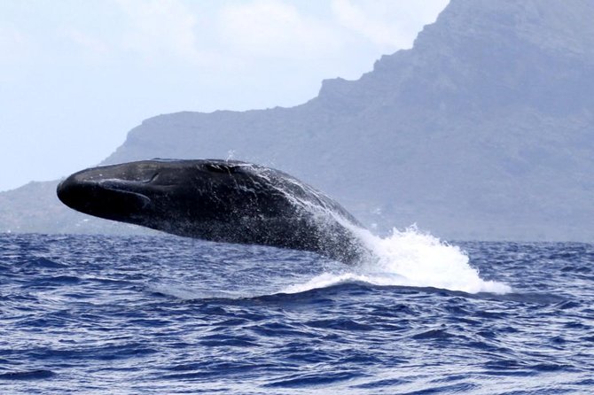 Whale Watching - Overview of the Tour