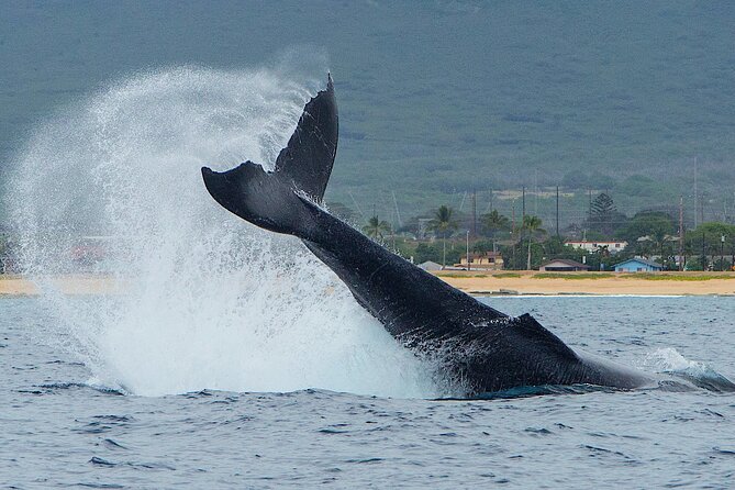 Wild Dolphin Watching And Snorkel Safari Off West Coast Of Oahu Wildlife Viewing And Snorkeling