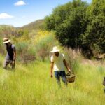 Wild Walk: Discover The Local Wild Flora Activity Overview