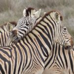 Wildlife Safari, Olive, Beer And Wine Tasting Day Tour From Cape Town Inclusions