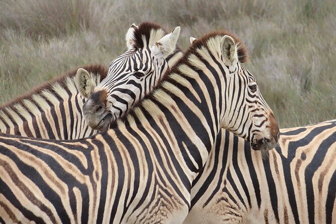 Wildlife Safari, Olive, Beer and Wine Tasting Day Tour From Cape Town - Inclusions