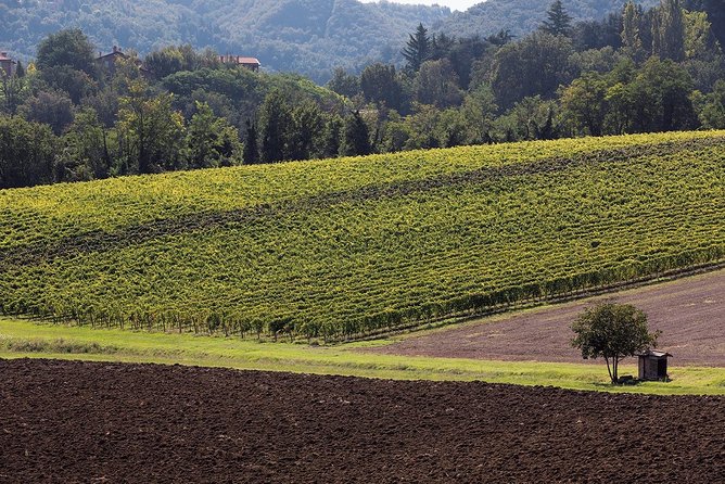 Winetour and Tasting on Bologna Hills, Guided by the Wine Grower - Overview of the Wine Tour