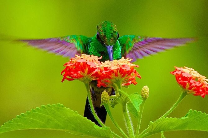 Yerette Home of the Hummingbird and Caroni Wildlife Tour - Tour Details