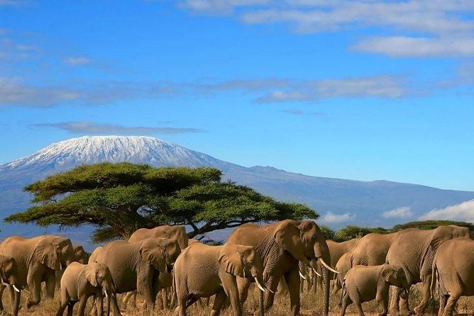 2 Days Amboseli Private Safari - Key Points