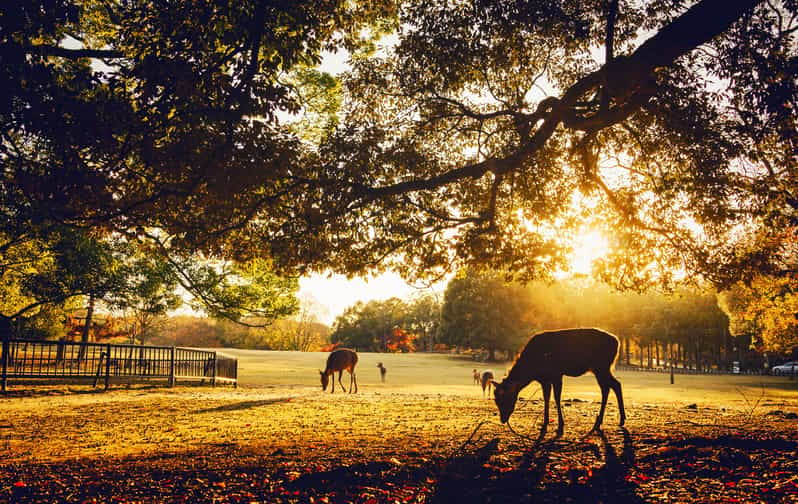 1 Day Kyoto to Nara: Penetrate Into Japanese Ancient Culture - Itinerary Highlights