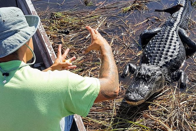 1-Hour Air Boat Ride and Nature Walk With Naturalist in Everglades National Park - Activities