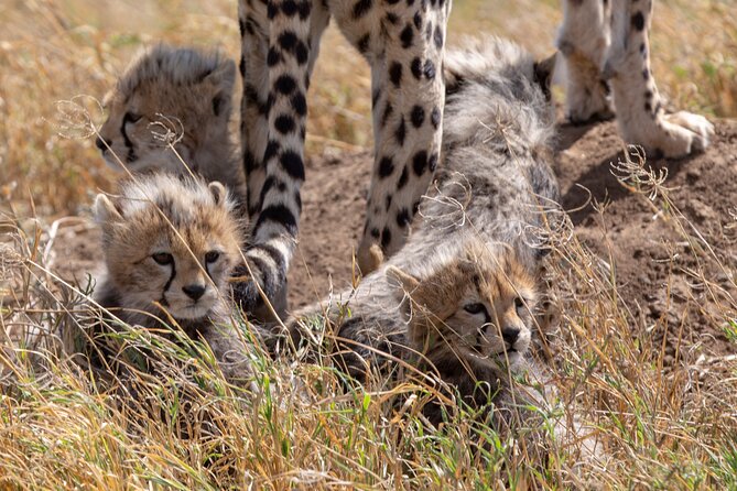 10-Day Predators Tanzania Safari Luxury Package - Inclusions and Exclusions