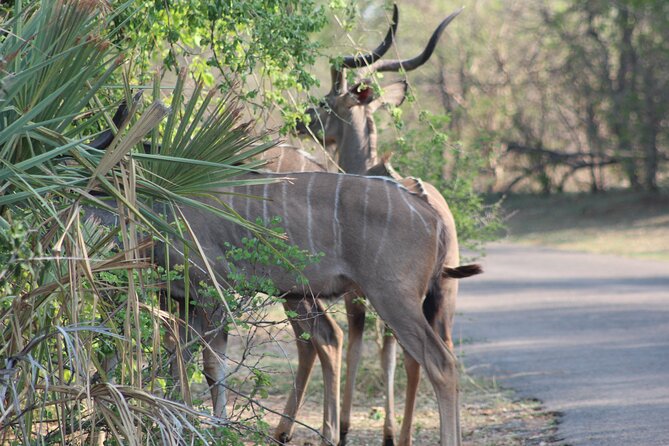 2-Day Camping Safari in Chobe National Park From Victoria Falls - Itinerary and Inclusions