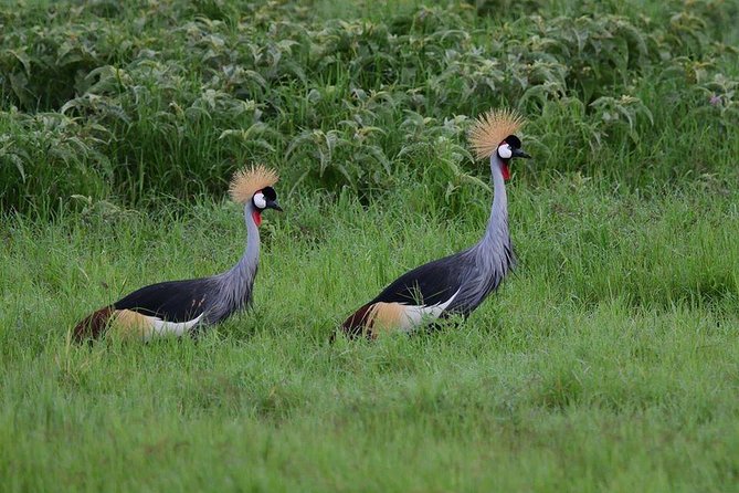 2 Days Amboseli Private Safari - Inclusions