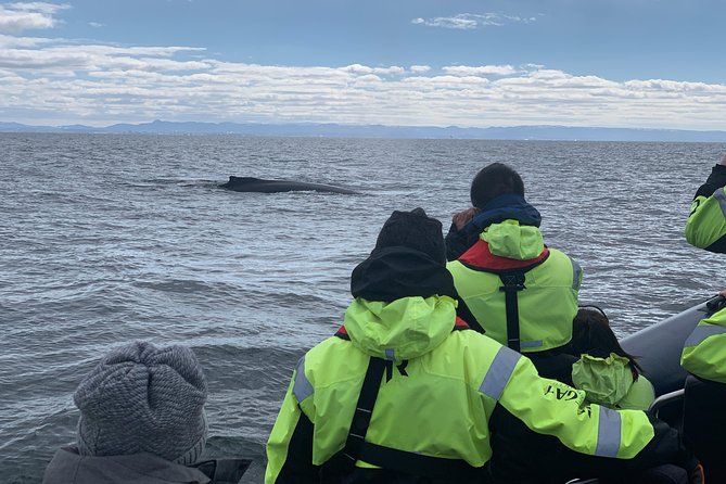 2-Hour RIB Boat Whale Watching Tour From Reykjavik - Inclusions