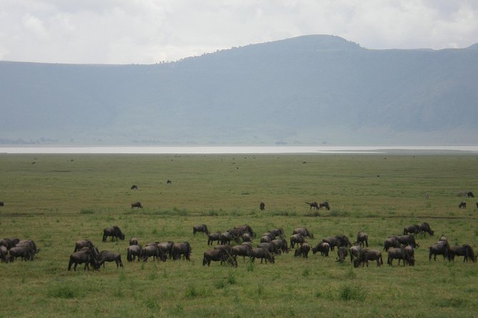 3 Days Lake Manyara, Ngorogoro Crater, Tarangire National Park - Highlights of the Itinerary