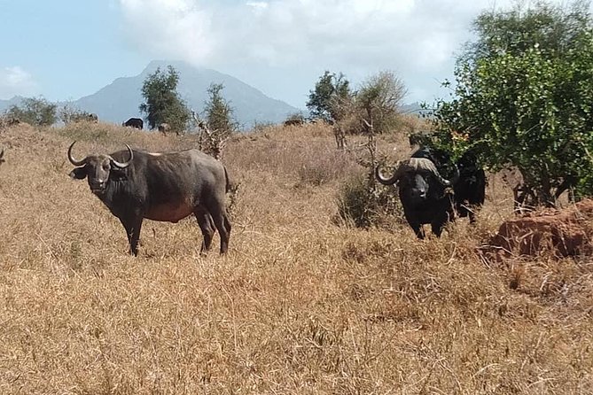 3 Days Safari Tsavo East and Taita Hills (Saltlick Lodge) - Wildlife Viewing in Tsavo East