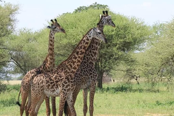 3 Days Tanzania Safari - Tarangire, Ngorongoro, Manyara - Included Amenities