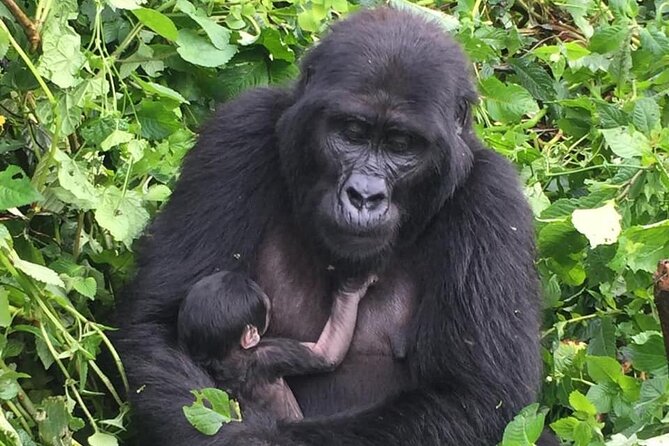 3 Days Uganda Gorilla Trekking Safari - Itinerary Overview