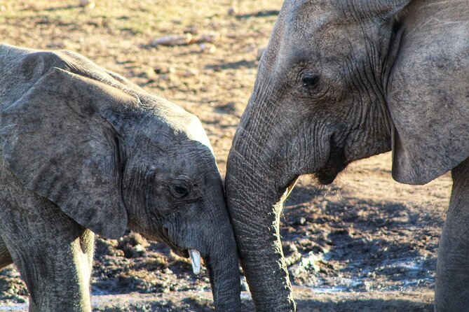 4 Day Addo to Karoo Safari - Safari Inclusions