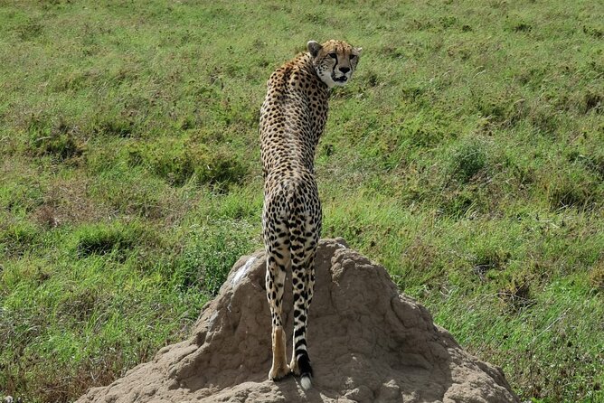 4-Day Lodge Private Tour to Tarangire, Serengeti and Ngorongoro - Daily Itinerary