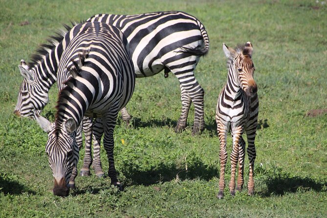 4-Day Safari to Tarangire, Serengeti and Ngorongoro From Arusha - Join a Group - Included Experiences