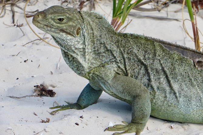 4-Hour Catamaran Sail and Snorkel Tour From Grace Bay - Snorkeling at Secret Spots