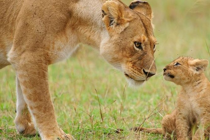 5 Days Tarangire, Serengeti, Ngorongoro & Manyara Budget Lodge Safari Tour - Included Experiences