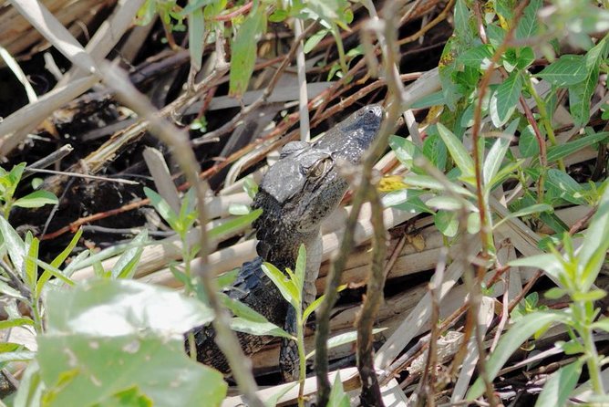 90 Minute Everglades Airboat Tour Near Orlando Florida - Wildlife and Scenery