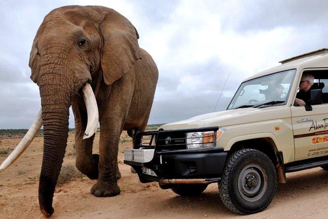 Addo Elephant National Park From Port Elizabeth - FD01 - Highlights of the Tour