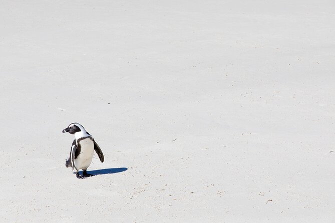 African Penguins (Boulders Beach) Half Day Tour From Cape Town - Tour Highlights