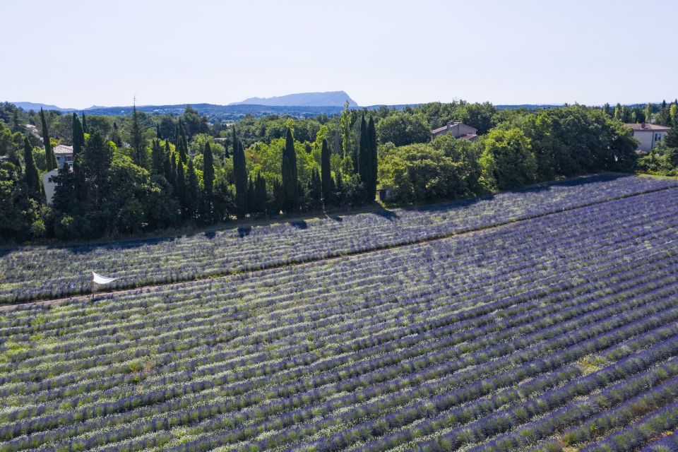 Aix-en-Provence: Visit to the Lavender Fields - Organic Lavender Cultivation