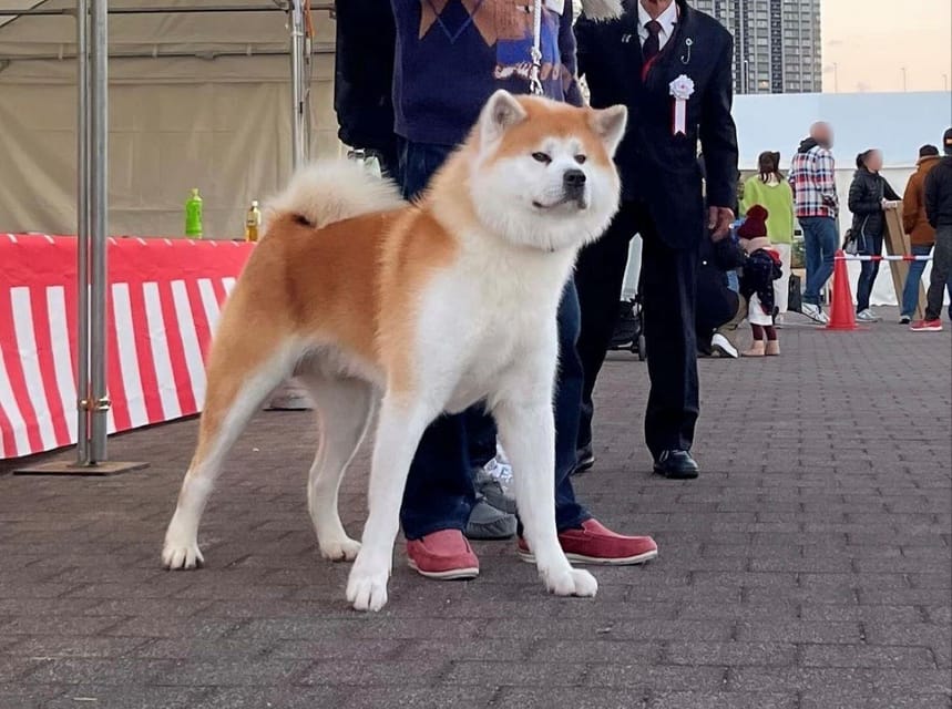 Akita Dog Day Review: A Must-Attend Event - Itinerary Details