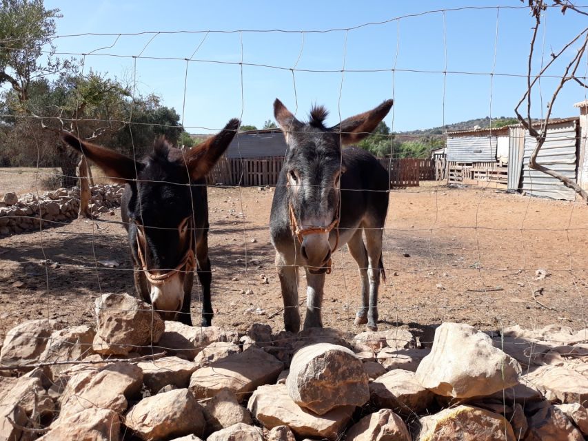 Albufeira Countryside Tuk Tuk Tour - Tour Highlights