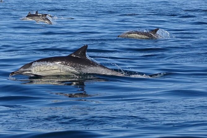 Algarve Dolphin Watching & Marine Life Eco Tour - Experience Highlights