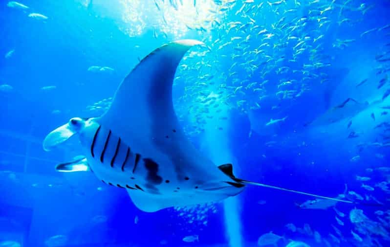 American Okinawa Churaumi Aquarium Tour From Naha/Chatan - Itinerary Highlights