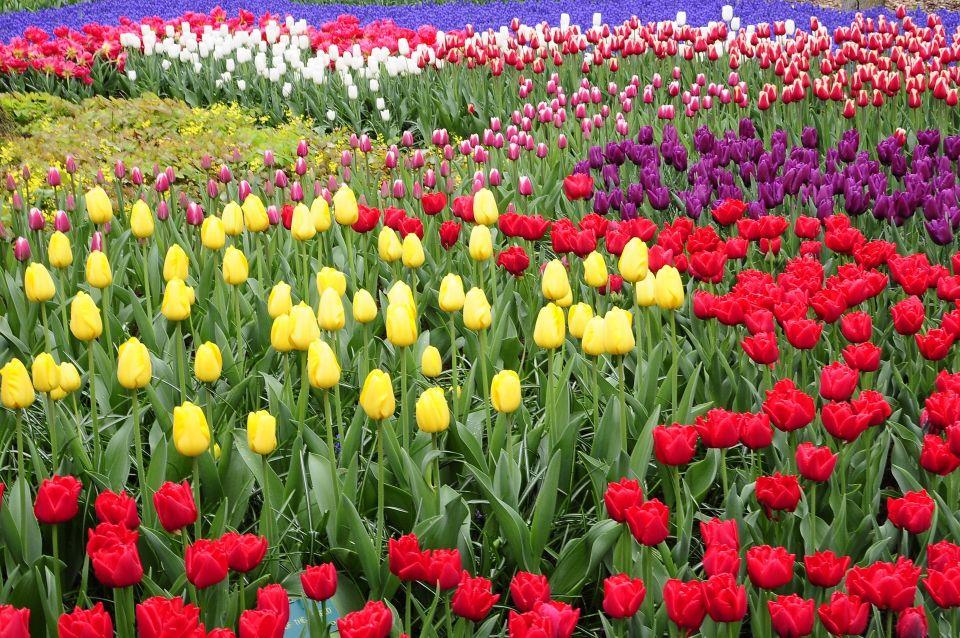 Amsterdam: Private Sightseeing Tour to Keukenhof - Booking Information