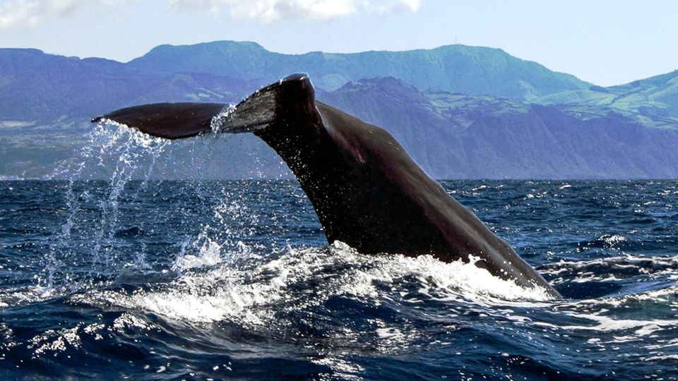 Azores: Whale Watching and Islet Boat Tour - Whale Watching Experience