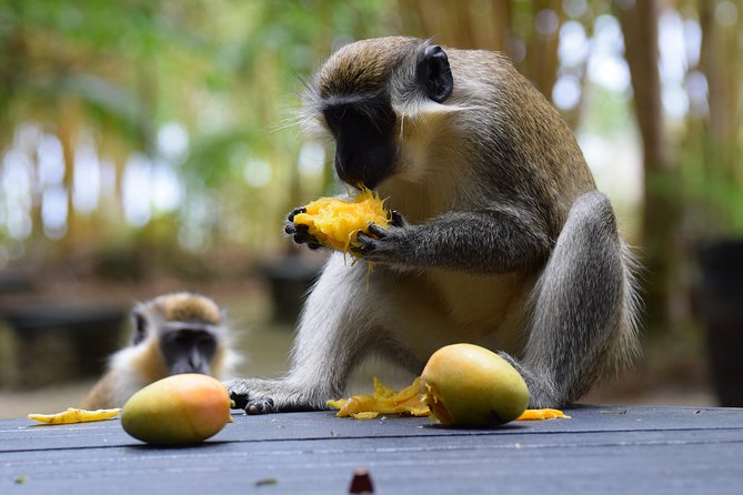 Barbados Small-Group or Private Garden & Wildlife Half-Day Tour - Inclusions