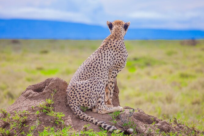 Big Five Luxury Safari in Tanzania **Sustainable Travel Approach - Guest Experiences