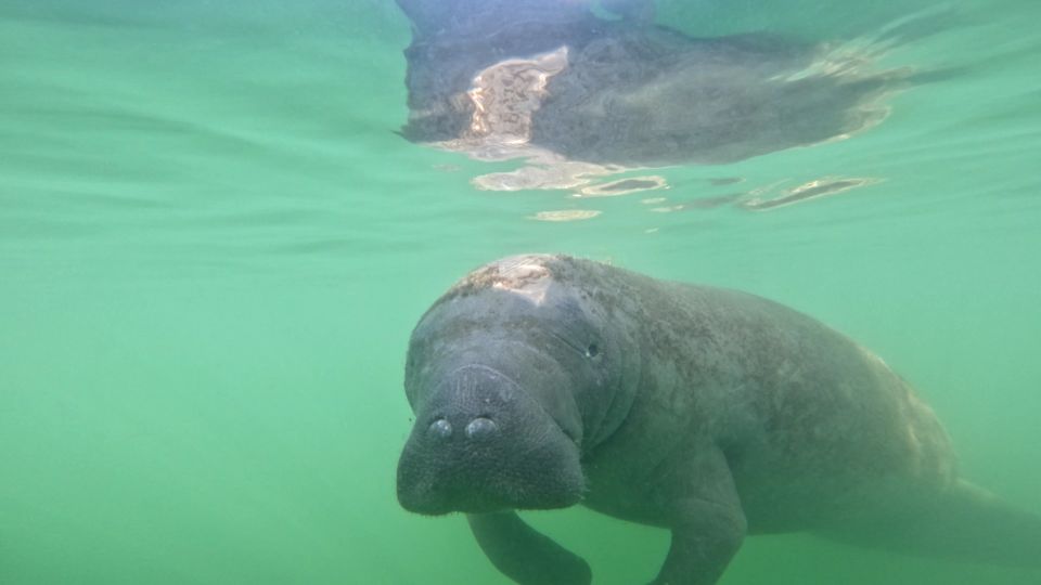 Bradenton: Guided Pedal Kayak Tour - Booking Information